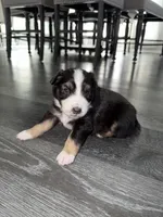 Freckles , a male Australian Shepherd for sale in Sachse, TX – 6 of 8