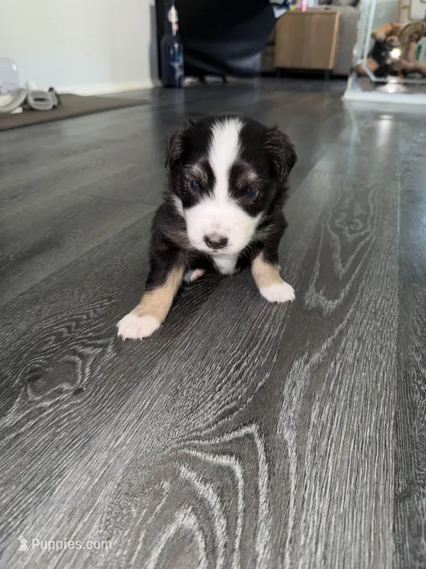 Orange – Australian Shepherd puppy for sale in Sachse, TX