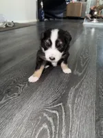 Freckles , a male Australian Shepherd for sale in Sachse, TX – 8 of 8
