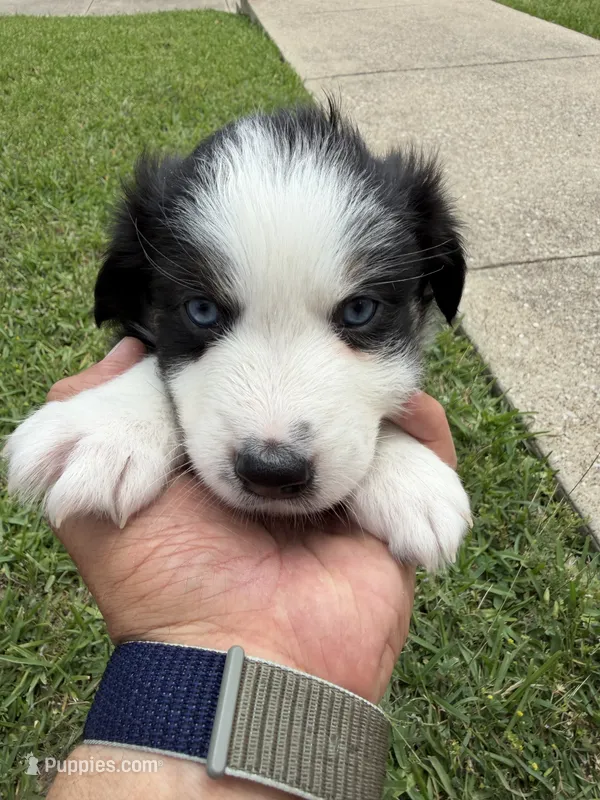 Black – Australian Shepherd puppy for sale in Sachse, TX
