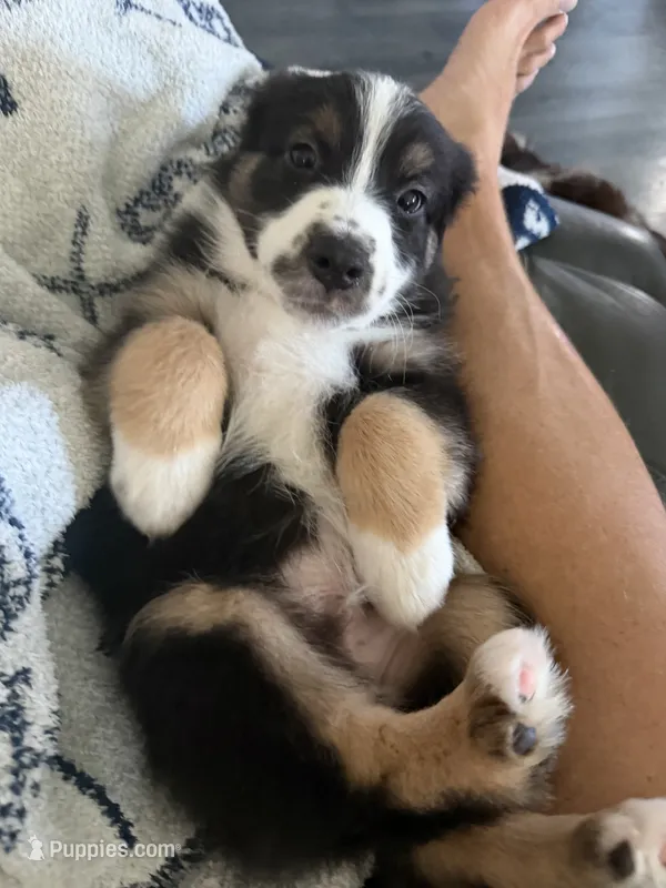 Freckles  – Australian Shepherd puppy for sale in Sachse, TX
