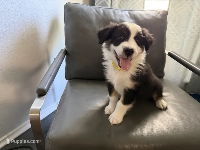Yellow – Australian Shepherd puppy for sale in Sachse, TX