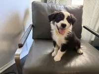 Tubby , a male Australian Shepherd for sale in Sachse, TX – 2 of 9