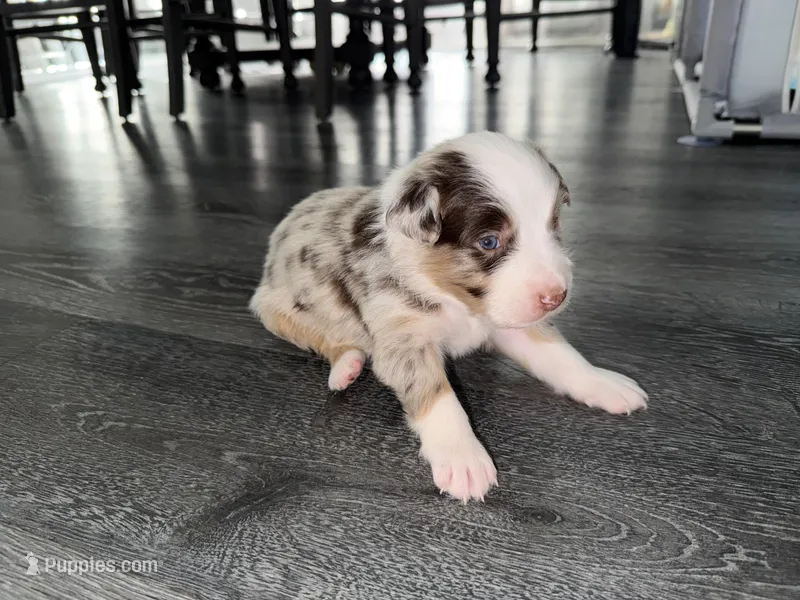 Grey – Australian Shepherd puppy for sale in Sachse, TX
