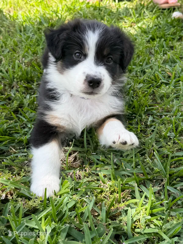Purple – Australian Shepherd puppy for sale in Sachse, TX