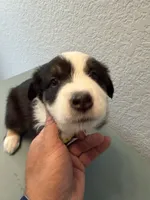 Tubby , a male Australian Shepherd for sale in Sachse, TX – 7 of 9