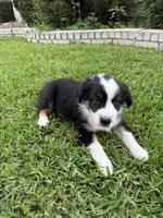 Tubby, a male Australian Shepherd for sale in Sachse, TX – 9 of 9