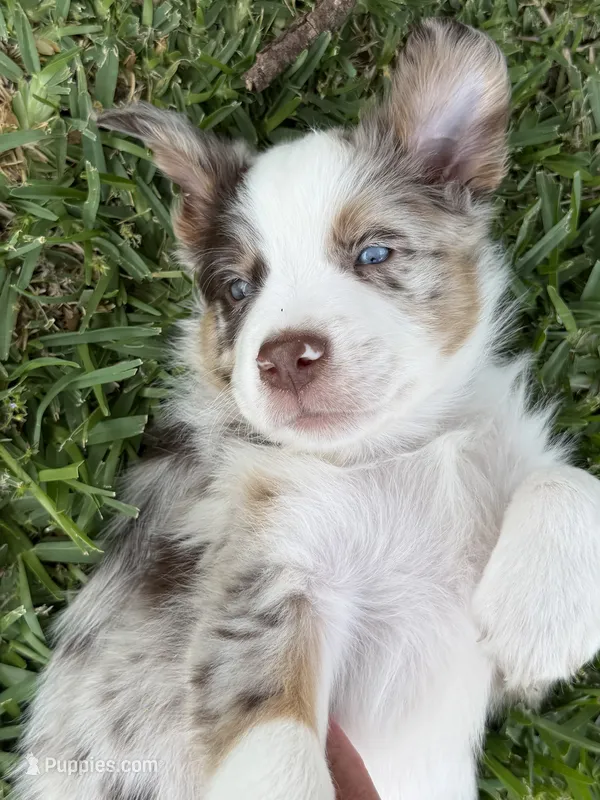 Grey – Australian Shepherd puppy for sale in Sachse, TX