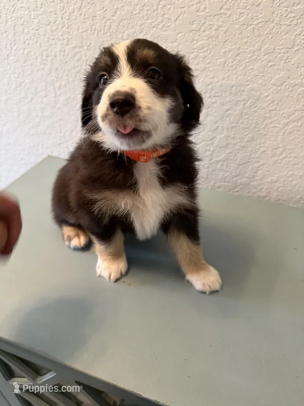 Orange – Australian Shepherd puppy for sale in Sachse, TX