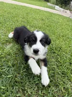 Tubby, a male Australian Shepherd for sale in Sachse, TX – 5 of 9