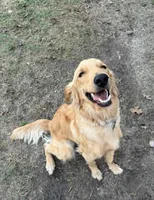 Maxi, a female Golden Retriever and English Goldendoodle for sale in Bryan, TX – Photo 2 of 6