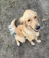 Maxi, a female Golden Retriever and English Goldendoodle for sale in Bryan, TX – Photo 1 of 6
