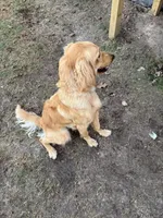 Maxi, a female Golden Retriever and English Goldendoodle for sale in Bryan, TX – Photo 4 of 6