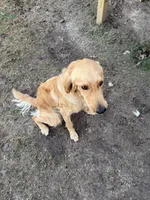 Maxi, a female Golden Retriever and English Goldendoodle for sale in Bryan, TX – Photo 5 of 6