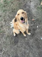 Maxi, a female Golden Retriever and English Goldendoodle for sale in Bryan, TX – Photo 3 of 6