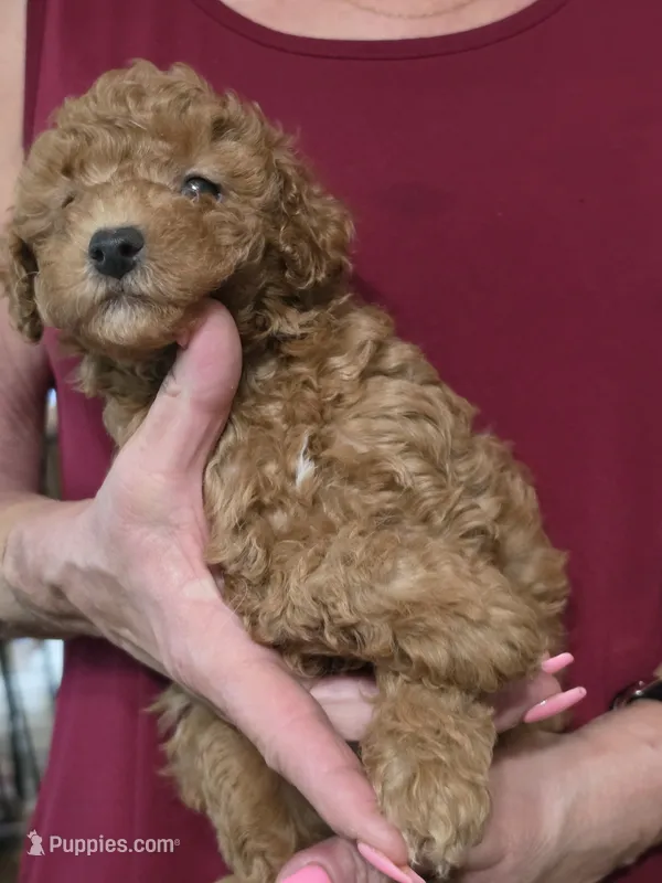 Red – Poodle - Miniature  puppy for sale in Jonesborough, TN