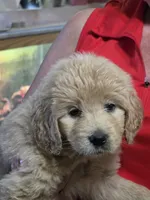 Yellow Doodle , a female Golden Retriever and Poodle - Standard  for sale in Jonesborough, TN – 3 of 4