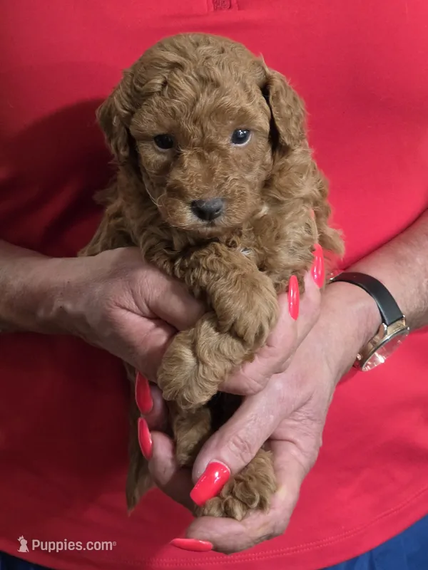 Red – Poodle - Miniature  puppy for sale in Jonesborough, TN