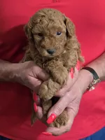 Red, a male Poodle - Miniature  for sale in Jonesborough, TN – 1 of 6
