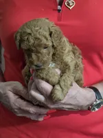 Red, a male Poodle - Miniature  for sale in Jonesborough, TN – 6 of 6