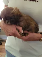 Brownie , a male Shih Tzu for sale in Jonesborough, TN – Photo 3 of 4