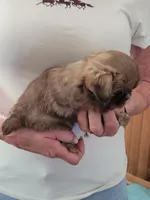 Brownie , a male Shih Tzu for sale in Jonesborough, TN – Photo 2 of 4