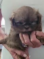 Brownie , a male Shih Tzu for sale in Jonesborough, TN – Photo 4 of 4
