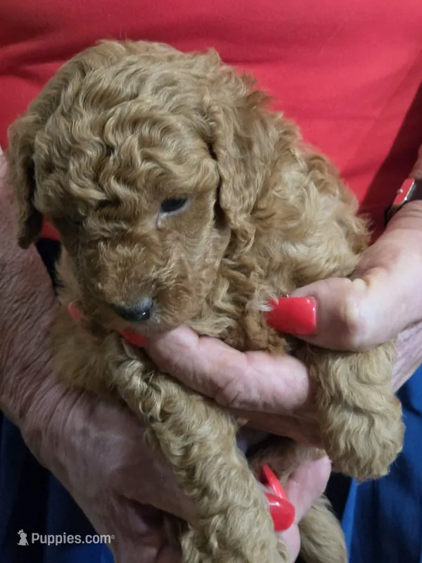 Blu – Poodle - Miniature  puppy for sale in Jonesborough, TN