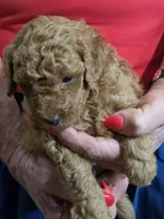Blu, a male Poodle - Miniature  for sale in Jonesborough, TN – 1 of 6