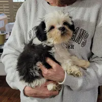 Max, a male Shichon for sale in Jonesborough, TN – Photo 5 of 6