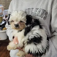 Max, a male Shichon for sale in Jonesborough, TN – Photo 6 of 6