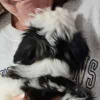 Max, a male Shichon for sale in Jonesborough, TN – Photo 1 of 6