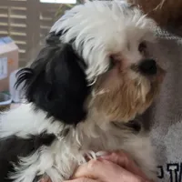 Max, a male Shichon for sale in Jonesborough, TN – Photo 3 of 6