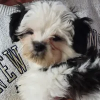 Max, a male Shichon for sale in Jonesborough, TN – Photo 1 of 6
