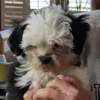 Max, a male Shichon for sale in Jonesborough, TN – Photo 4 of 6