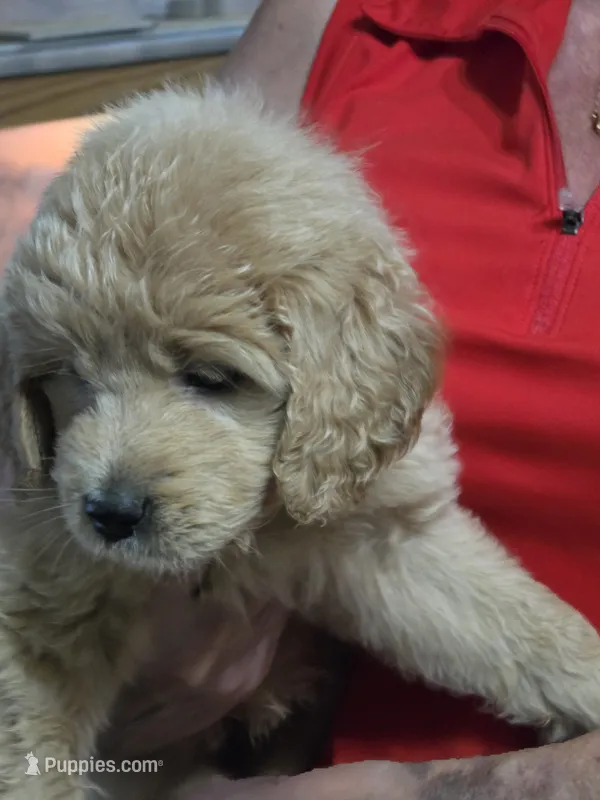 Yellow Doodle  – Golden Retriever, Poodle - Standard  puppy for sale in Jonesborough, TN
