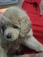 Yellow Doodle , a female Golden Retriever and Poodle - Standard  for sale in Jonesborough, TN – 4 of 4