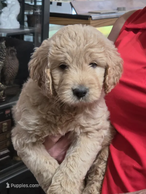 Blue Doodle  – Golden Retriever, Poodle - Standard  puppy for sale in Jonesborough, TN