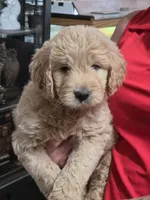 Blue Doodle , a male Golden Retriever and Poodle - Standard  for sale in Jonesborough, TN – 1 of 3