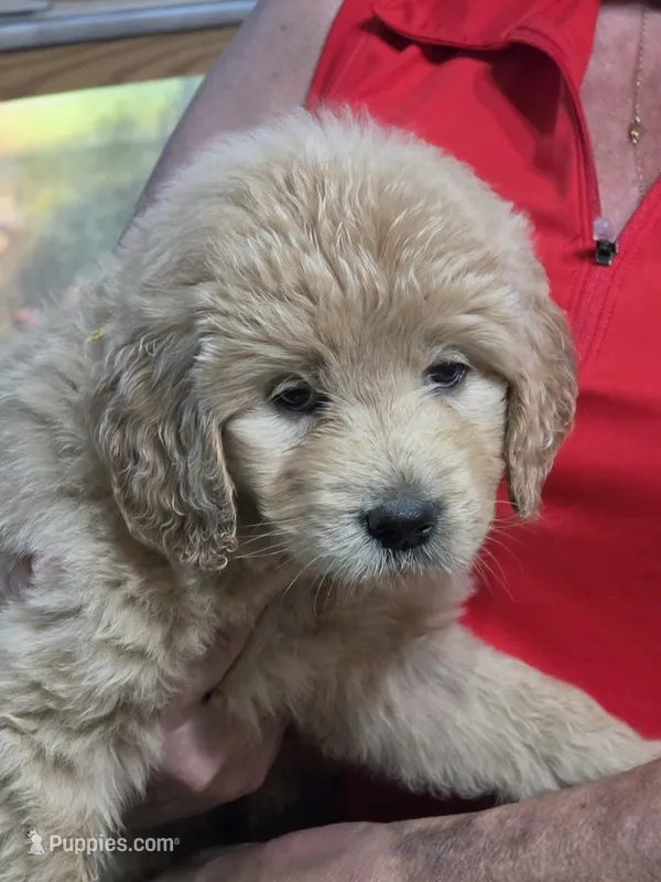 Yellow Doodle  – Golden Retriever, Poodle - Standard  puppy for sale in Jonesborough, TN