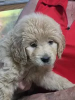 Yellow Doodle , a female Golden Retriever and Poodle - Standard  for sale in Jonesborough, TN – 1 of 4