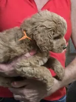 Orange Doodle , a female Golden Retriever and Poodle - Standard  for sale in Jonesborough, TN – 2 of 4