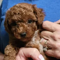 Zelda mini, a female Poodle - Miniature  for sale in Jonesborough, TN – Photo 3 of 4