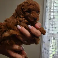 Zelda mini, a female Poodle - Miniature  for sale in Jonesborough, TN – Photo 4 of 4