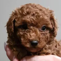 Zelda mini, a female Poodle - Miniature  for sale in Jonesborough, TN – Photo 2 of 4