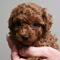 Zelda mini, a female Poodle - Miniature  for sale in Jonesborough, TN – Photo 1 of 4