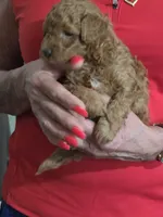 Red, a male Poodle - Miniature  for sale in Jonesborough, TN – 2 of 6