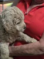 Green Doodle , a male Golden Retriever and Poodle - Standard  for sale in Jonesborough, TN – 2 of 4