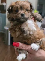 Prissy , a female Pomeranian for sale in Jonesborough, TN – 1 of 5