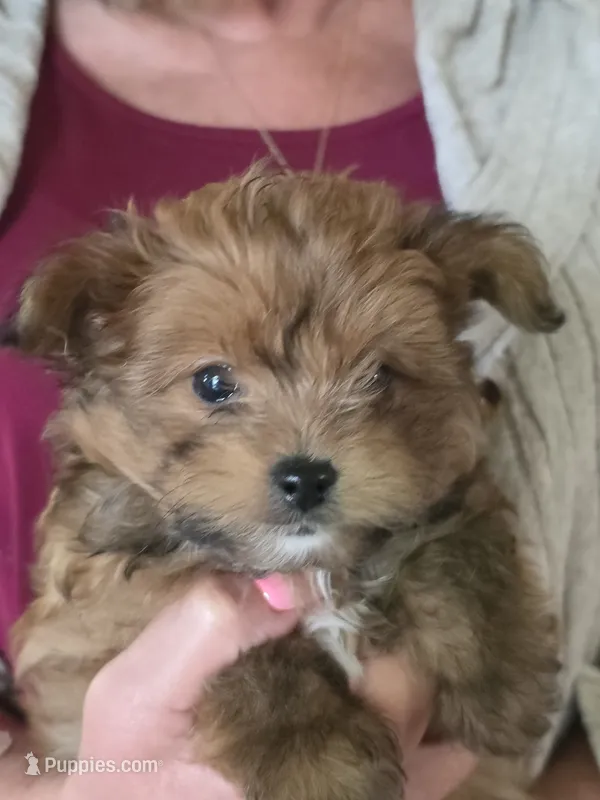 Prissy  – Pomeranian puppy for sale in Jonesborough, TN
